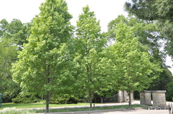 Acer rubrum 'Bowhall' — photo 2